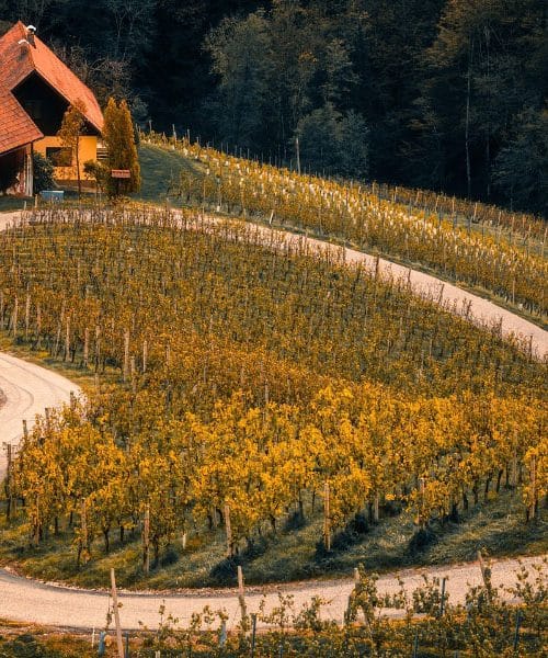 Štiri najlepše slovenske vinske ceste, na katerih se dan hitro spremeni v doživetje
