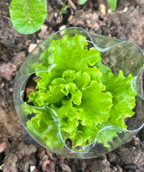 Plastične steklenice ne zavrzite: na vrtu lahko reši solato, paradižnik in mlade sadike
