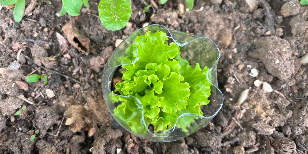 Plastične steklenice ne zavrzite: na vrtu lahko reši solato, paradižnik in mlade sadike