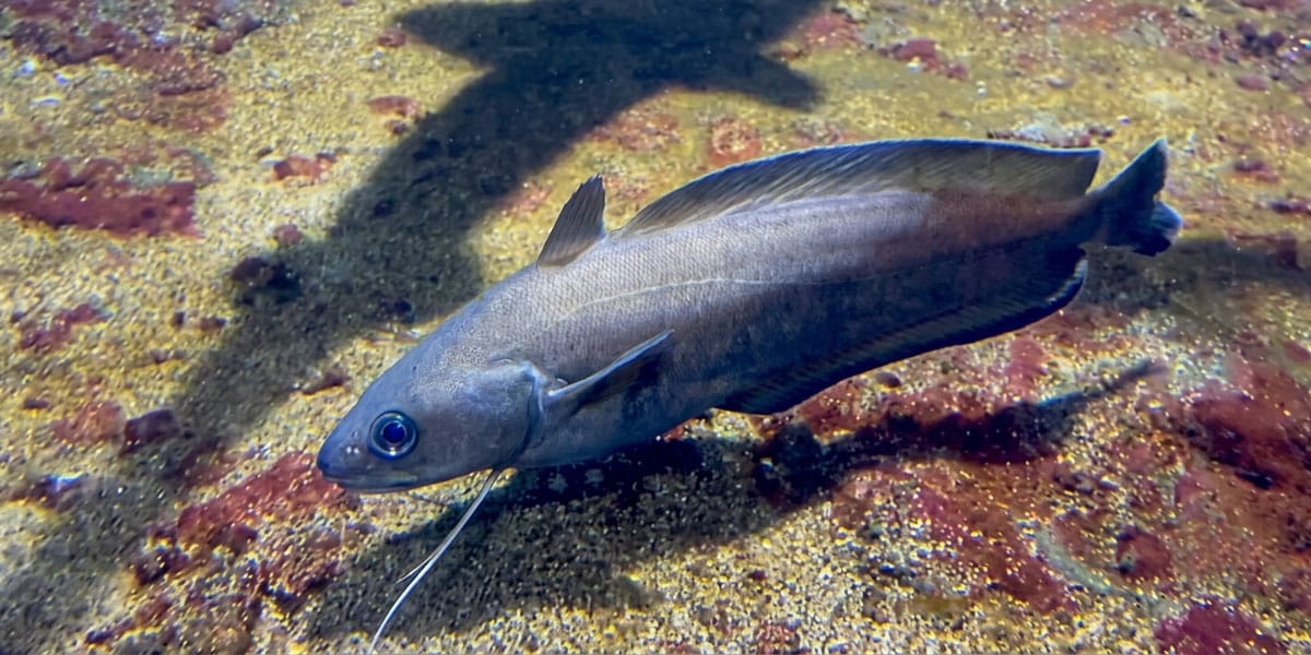 Tabinja, Akvarij Dubrovnik