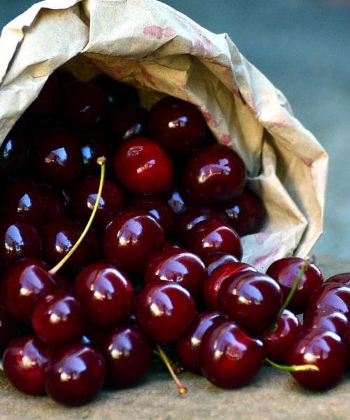 Pri Zadru raste posebna višnja, zaradi katere je mesto dišalo po svetu