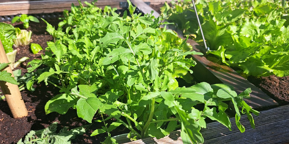 Paprika, rukola na vrtu