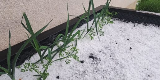 Toča je poškodovala čebulo in peso: kaj pustiti na vrtu in kaj raje čim prej porabiti