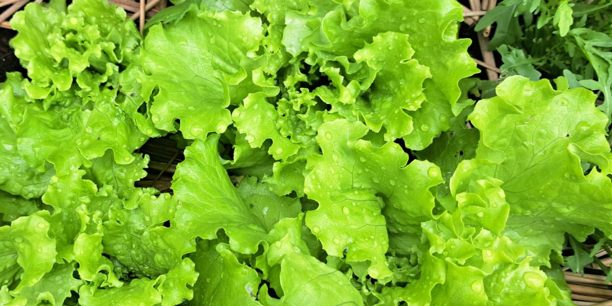 Zelena solata junija