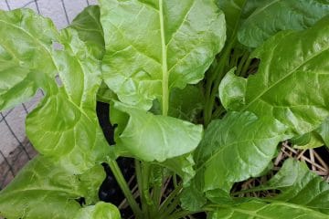 Listnata zelenjava, ki jo pogosto povezujemo z daljšim in bolj zdravim življenjem
