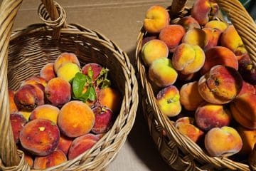 Imate polne košare breskev? Tako porabite tudi mehke in obtolčene plodove