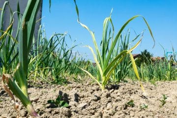 Česen je zrel, ko to pokažejo listi: ne pulite ga na silo