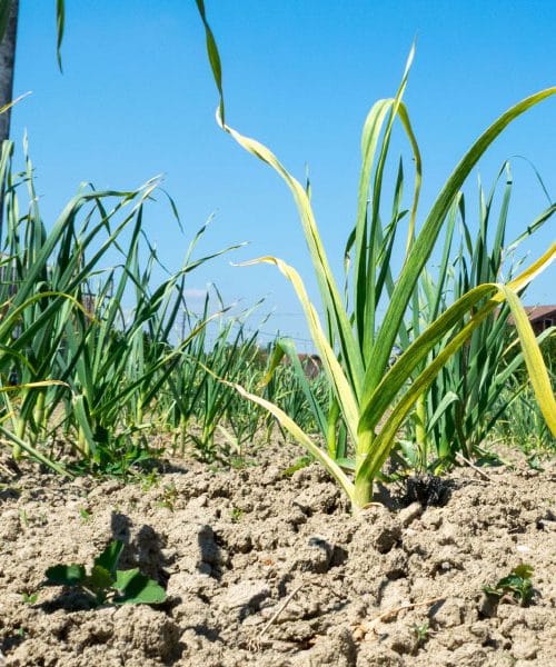 Česen je zrel, ko to pokažejo listi: ne pulite ga na silo