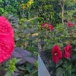 Hibiskus doma