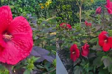 Kako vzgojiti hibiskus z ogromnimi cvetovi? Najlepši grm na vrtu ni rezultat sreče