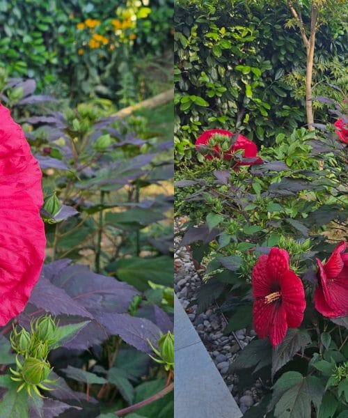 Kako vzgojiti hibiskus z ogromnimi cvetovi? Najlepši grm na vrtu ni rezultat sreče
