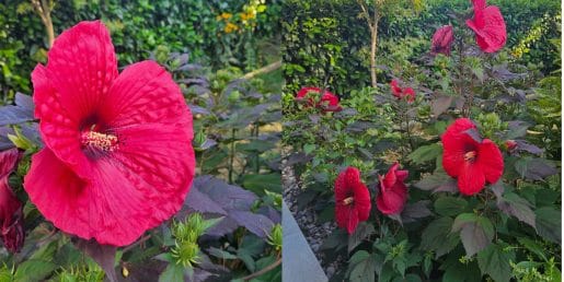 Kako vzgojiti hibiskus z ogromnimi cvetovi? Najlepši grm na vrtu ni rezultat sreče