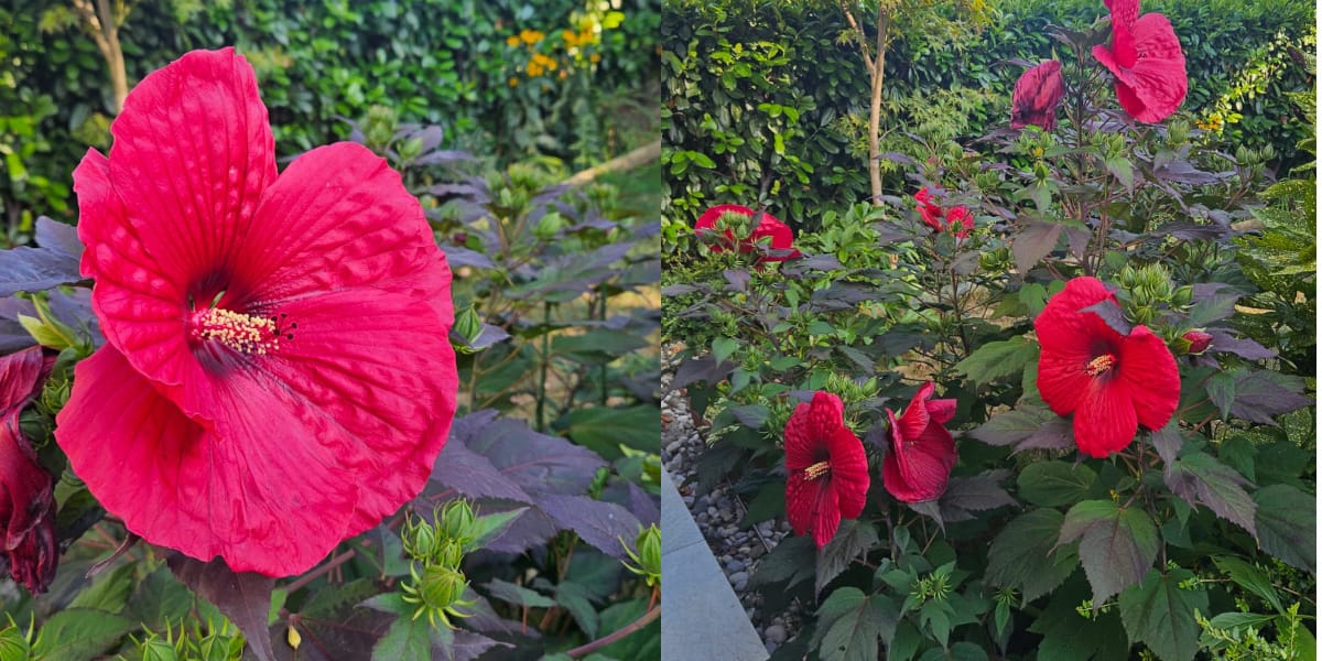 Hibiskus doma