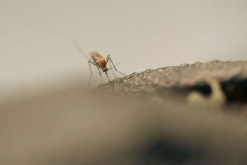 Pet zelišč z domačega vrta, s katerimi boste odgnali komarje