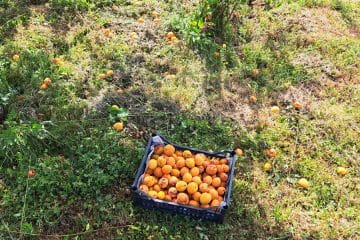 Marelice zorijo na polno: letos bo tam, kjer jih ni uničila toča, marsikje dišalo po marmeladi