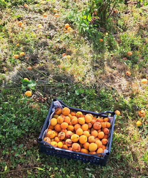 Marelice zorijo na polno: letos bo tam, kjer jih ni uničila toča, marsikje dišalo po marmeladi