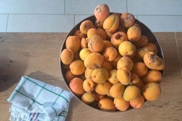 Barakokula: dalmatinsko ime za marelico, ki diši po poletju