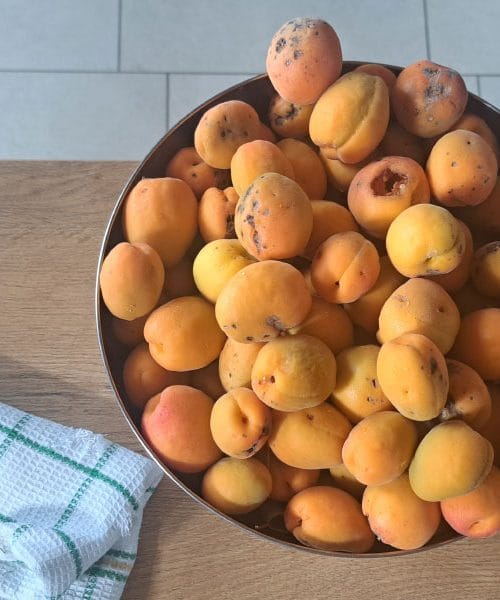 Barakokula: dalmatinsko ime za marelico, ki diši po poletju