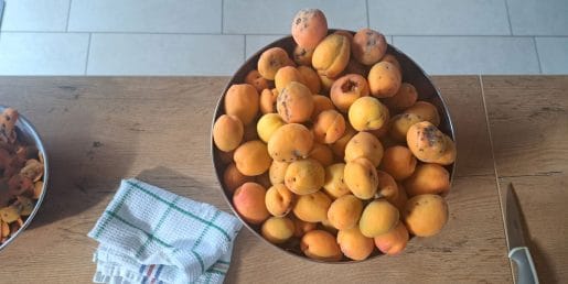 Barakokula: dalmatinsko ime za marelico, ki diši po poletju