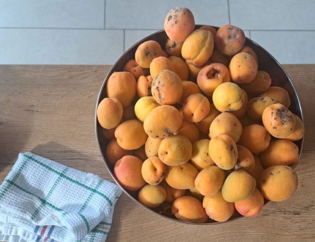 Barakokula: dalmatinsko ime za marelico, ki diši po poletju