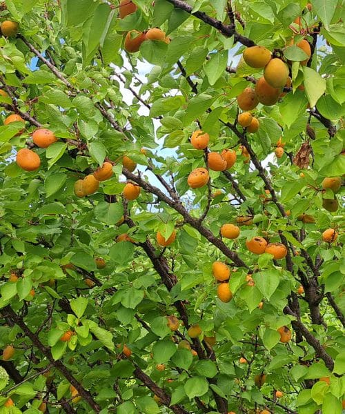 Marelična marmelada: so boljše padle marelice ali tiste, ki jih odtrgamo z drevesa?