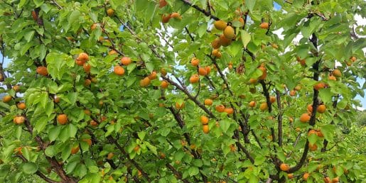 Marelična marmelada: so boljše padle marelice ali tiste, ki jih odtrgamo z drevesa?