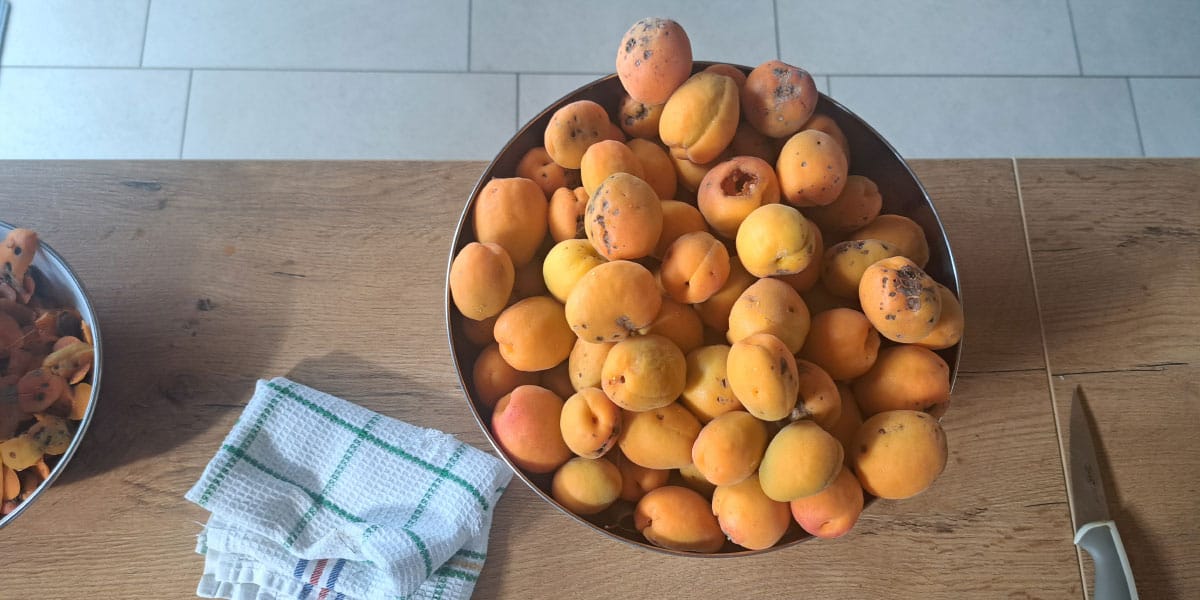 Barakokula: dalmatinsko ime za marelico, ki diši po poletju