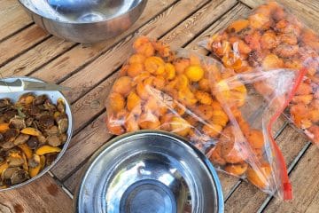 Nimate časa za kuhanje marmelade? Tako pripravite marelice za zamrzovanje