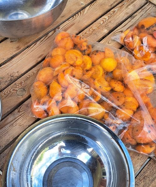 Nimate časa za kuhanje marmelade? Tako pripravite marelice za zamrzovanje
