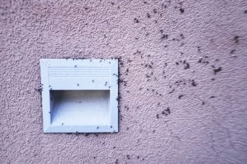 Prišli ste z dopusta, iz fasade na hiši pa mravlje?