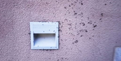 Prišli ste z dopusta, iz fasade na hiši pa mravlje?