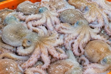 Na Jadranu vam lahko muzgavce postrežejo kot hobotnico: razlika je očitna