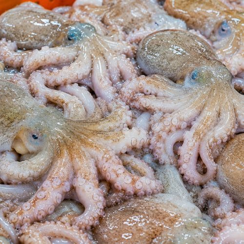 Na Jadranu vam lahko muzgavce postrežejo kot hobotnico: razlika je očitna