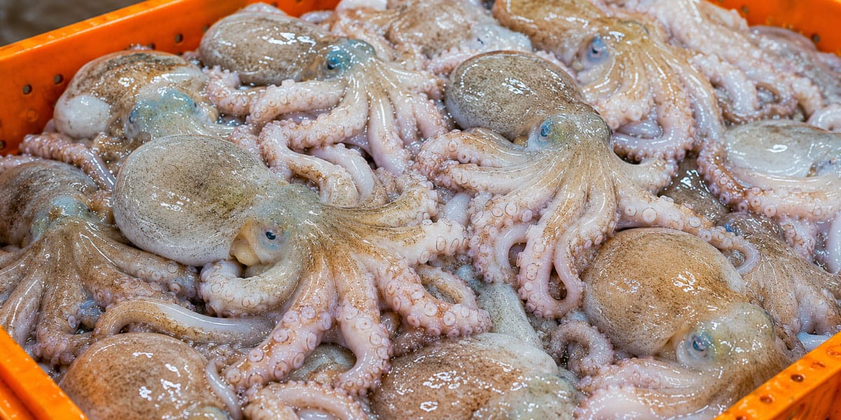 Na Jadranu vam lahko muzgavce postrežejo kot hobotnico: razlika je očitna