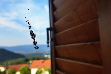 Na oknu ste opazili črne pikice? Lahko so mladi smrdljivci