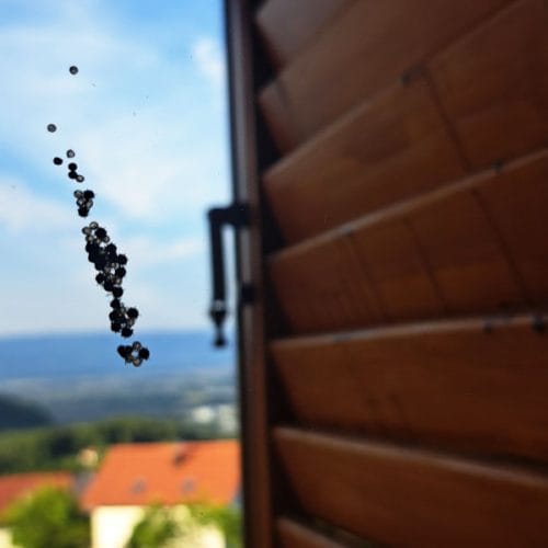 Na oknu ste opazili črne pikice? Lahko so mladi smrdljivci