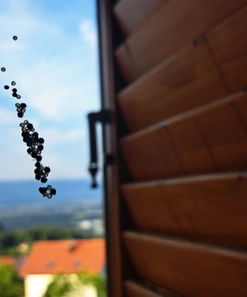 Na oknu ste opazili črne pikice? Lahko so mladi smrdljivci