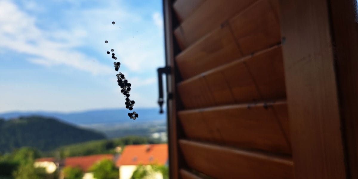 Smrdljivci na oknu