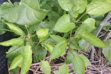 Paprika na vrtu ne cveti ali odvrže cvetove: trije najpogostejši vzroki