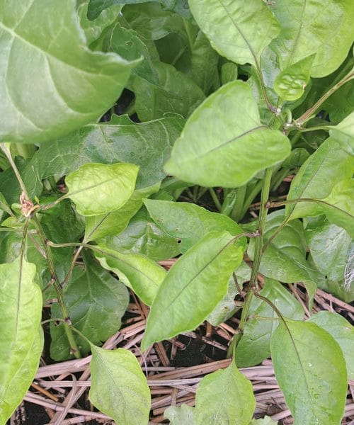 Paprika na vrtu ne cveti ali odvrže cvetove: trije najpogostejši vzroki