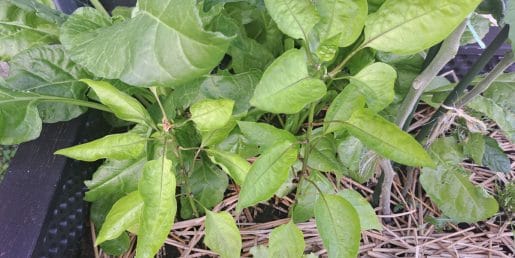 Paprika na vrtu ne cveti ali odvrže cvetove: trije najpogostejši vzroki