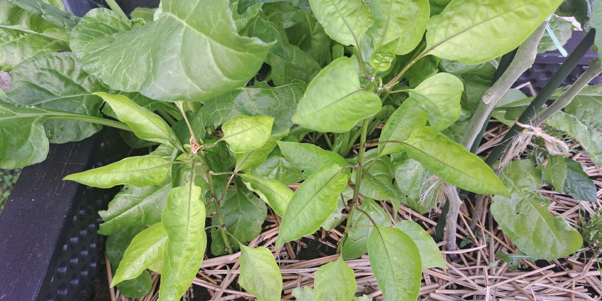 Paprika skoraj brez cvetov
