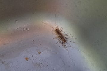 Ste v lijaku zagledali stonogo? To običajno pomeni eno stvar v vašem domu