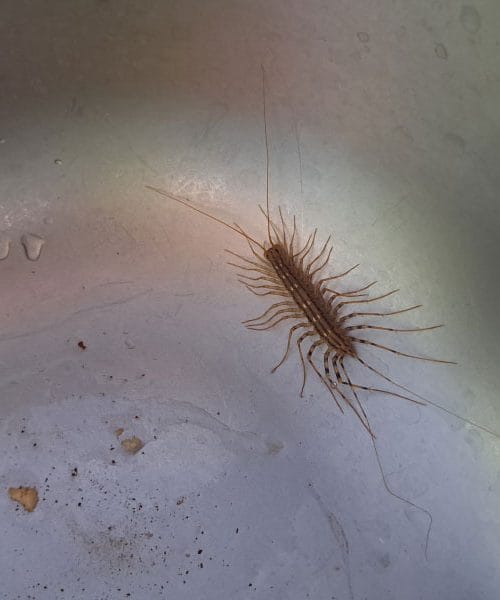 Ste v lijaku zagledali stonogo? To običajno pomeni eno stvar v vašem domu