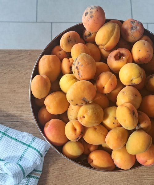 Sveže marelice ste pravkar nabrali: tako jih pripravite, da bodo zdržale dlje