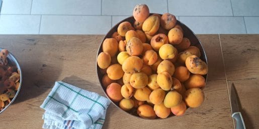 Sveže marelice ste pravkar nabrali: tako jih pripravite, da bodo zdržale dlje