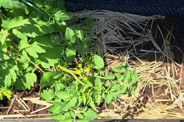 Julijski vodnik za vrt: katero zelenjavo lahko še vedno posejete zdaj?
