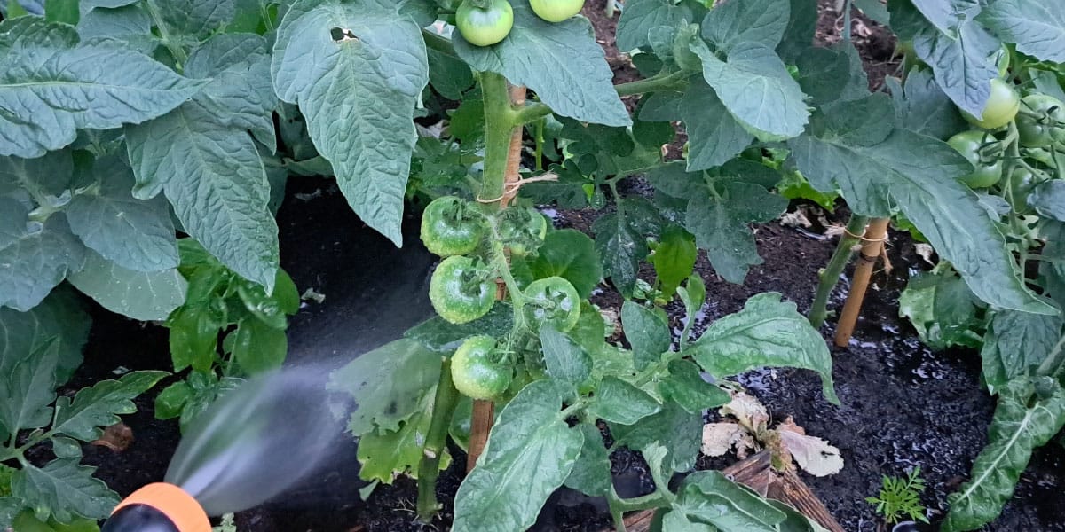 Zalivanje z mrzlo vodo poškoduje korenine: kdaj je voda iz pipe prehladna