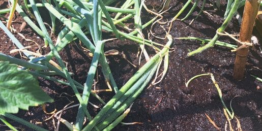 Zalivate vrt sredi dneva? Poleti lahko rastlinam naredite več škode, kakor koristi