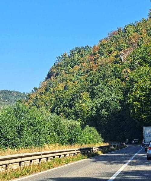 Kaj se dogaja z gozdom, ko manjka dežja: znaki, ki jih zdaj opazimo na drevesih